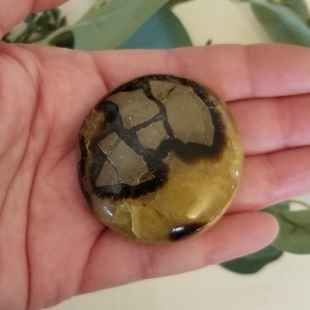 Septarian Nodule Palm Stone from Madagascar - Picture 4 of 4